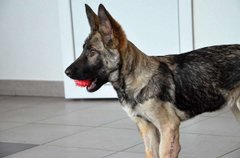 Солодке життя з Ірискою