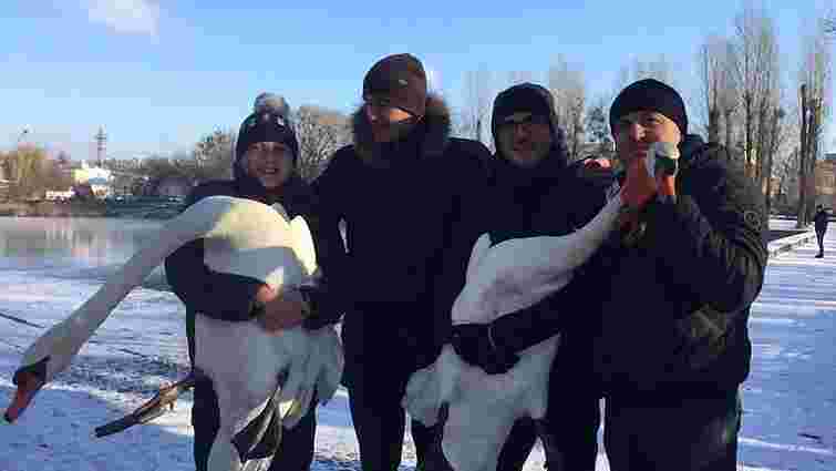 Зоозахисники забрали на зимівлю пару лебедів із Левандівського озера