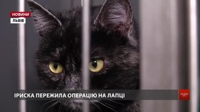 Львів'ян закликають прихистити травмованих тварин