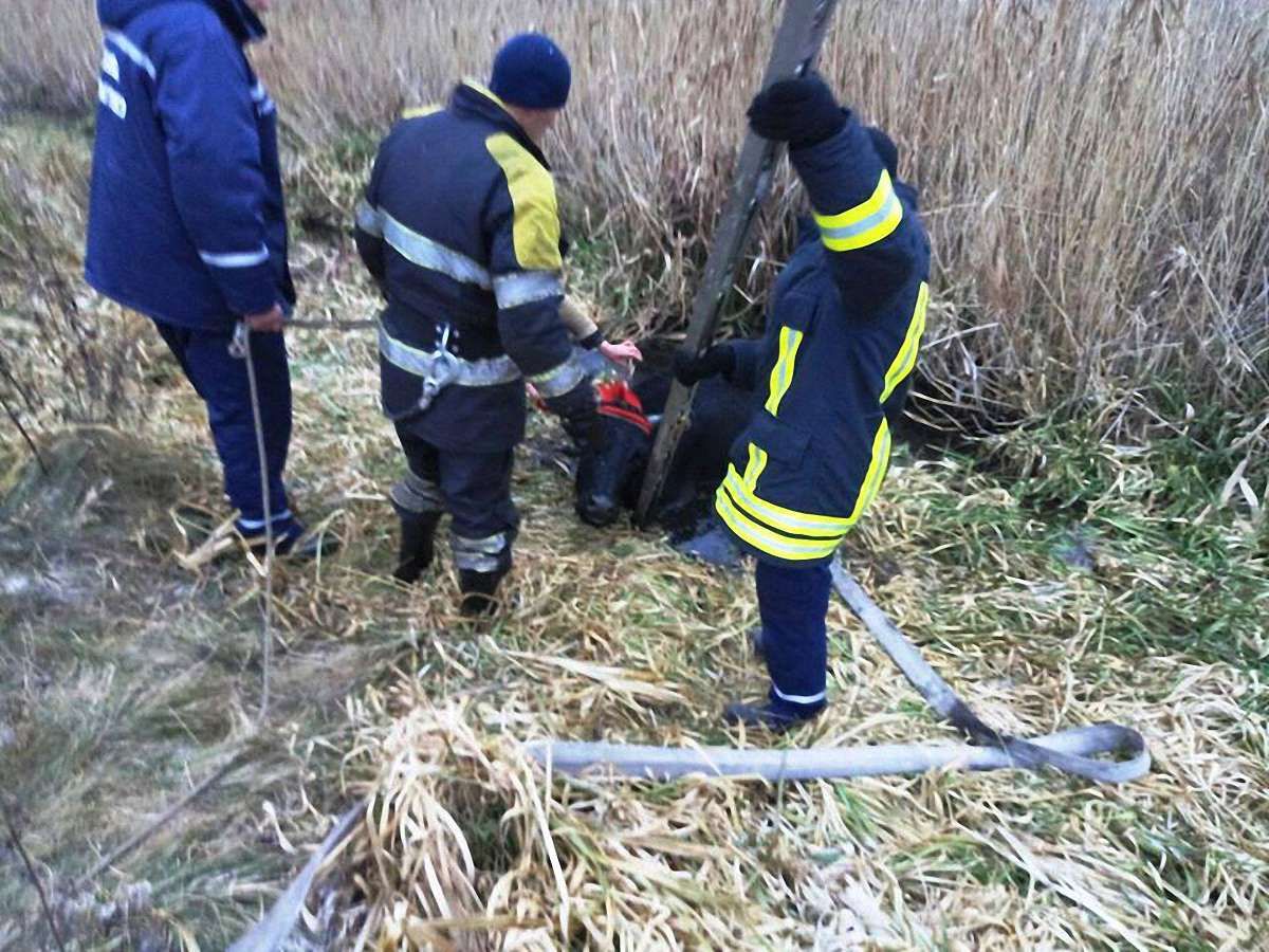 Бродівські рятувальники витягли з підмерзлого болота корову