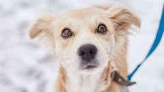 Бен з тату на вусі