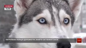 Львівські поліцейські допомогли господарям знайти загублену хаскі Еллі