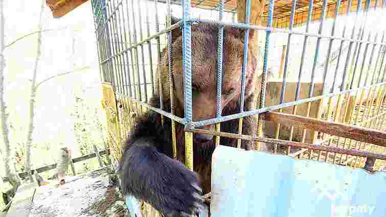 На території бази відпочинку у Карпатах ведмідь напав на львів’янку 