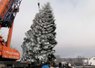20-метрову головну новорічну ялинку Львова зрубали біля Брюховичів. Фото дня
