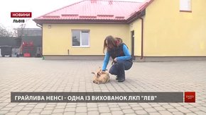 У ЛКП «Лев» закликають прихистити тварину до Нового року