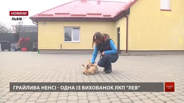 У ЛКП «Лев» закликають прихистити тварину до Нового року