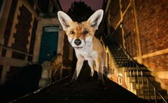 Лисиці прийшли до Львова. І вже не підуть