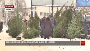 У Львові почали продавати новорічні ялинки