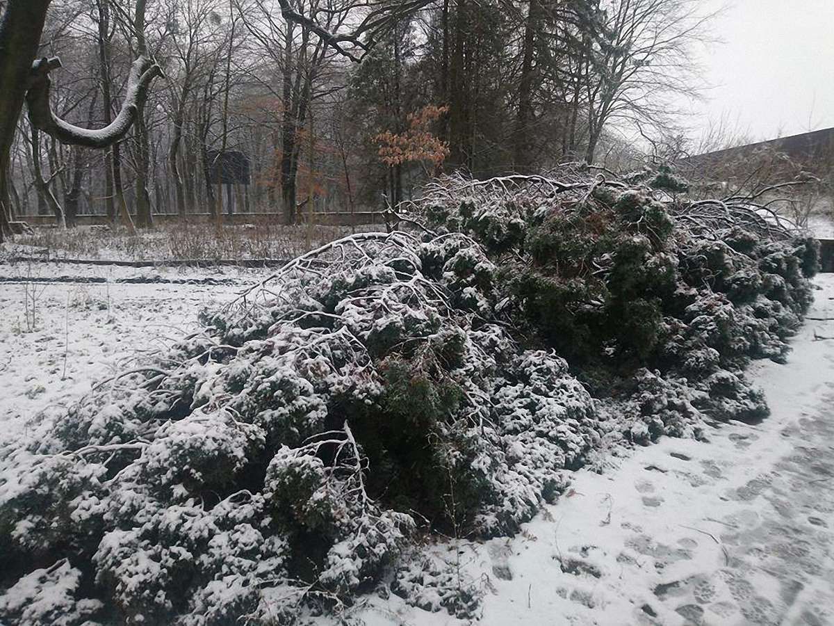 У львівському Парку культури невідомі зрізали 12-метровий кипарис