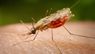У Львові від тропічної малярії помер 43-річний місцевий бізнесмен
