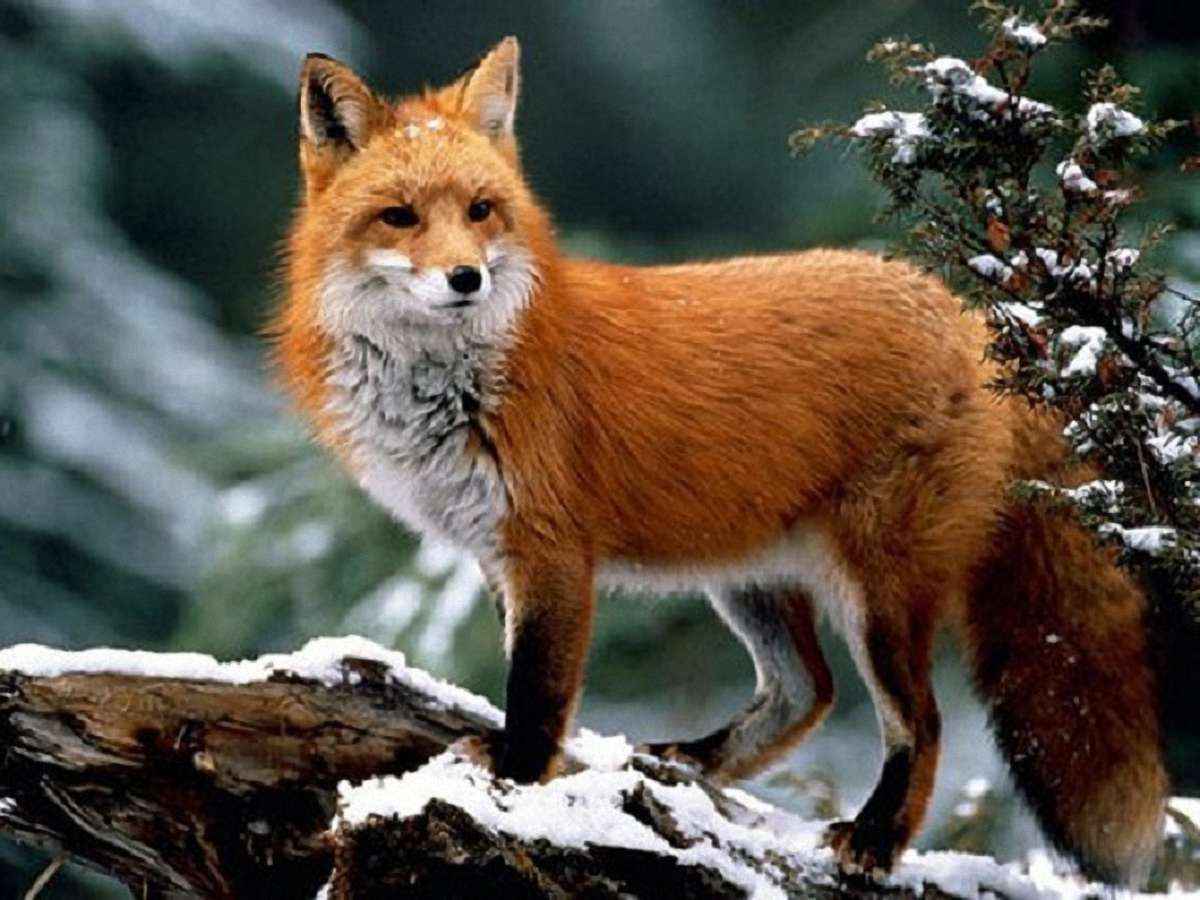 Сербія заборонила вбивати тварин для виробництва хутра 