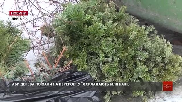 Львів’ян закликають відповідально утилізувати новорічні ялинки
