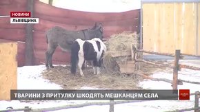 Мешканці села Красів на Львівщині вимагають перевірити притулок для свійських тварин