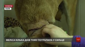 У Львові в браконьєрські пастки потрапляють собаки