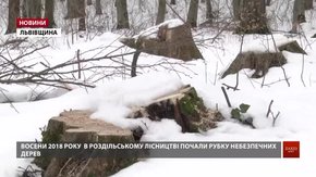 Український кругляк провозять контрабандою до Європи