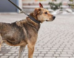 Товариський Генрі та його пухнаста компанія