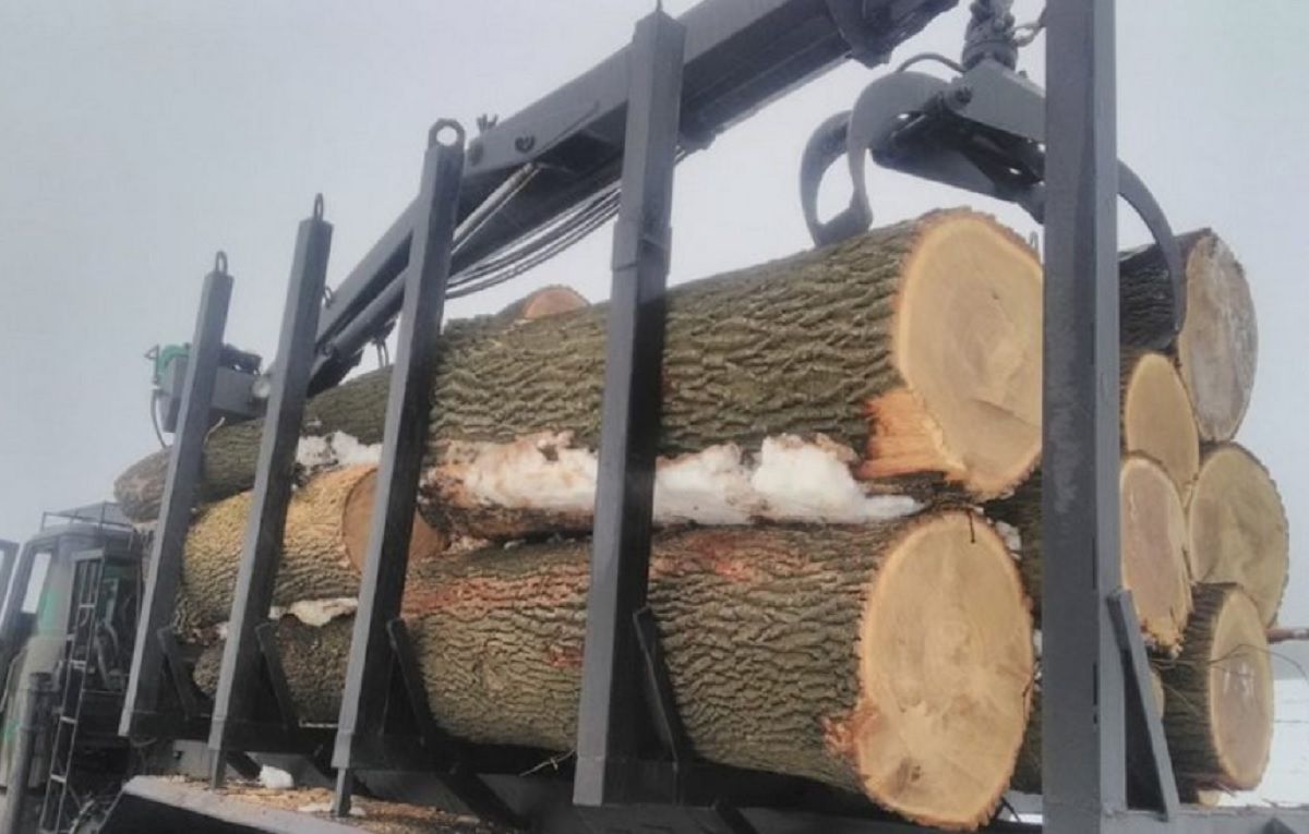 На Дніпропетровщині вирубали столітні дуби для продажу за кордон