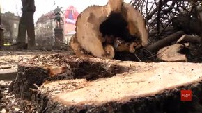 У сквері біля пам’ятника Данилові Галицькому у Львові зрізали під корінь декілька дерев