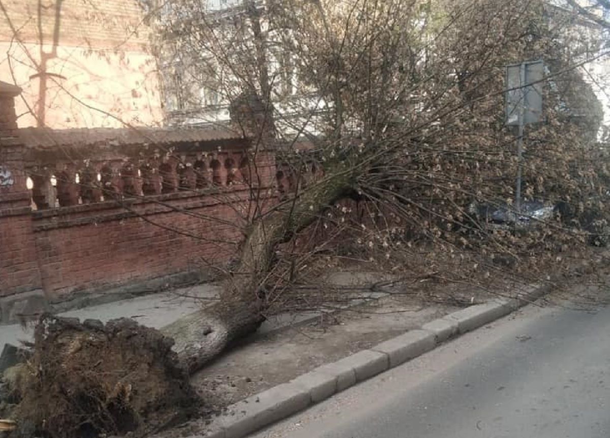 У Львові через сильні пориви вітру впало декілька дерев