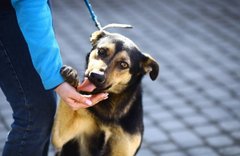 Життя у ритмі Румби