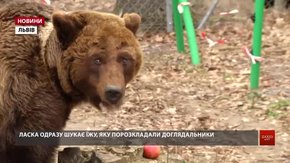 У притулку «Домажир» реабілітовують врятовану ведмедицю, на якій тренували собак 