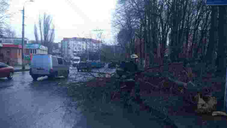 У Вінниці через падіння дерева загинула 11-річна дівчинка