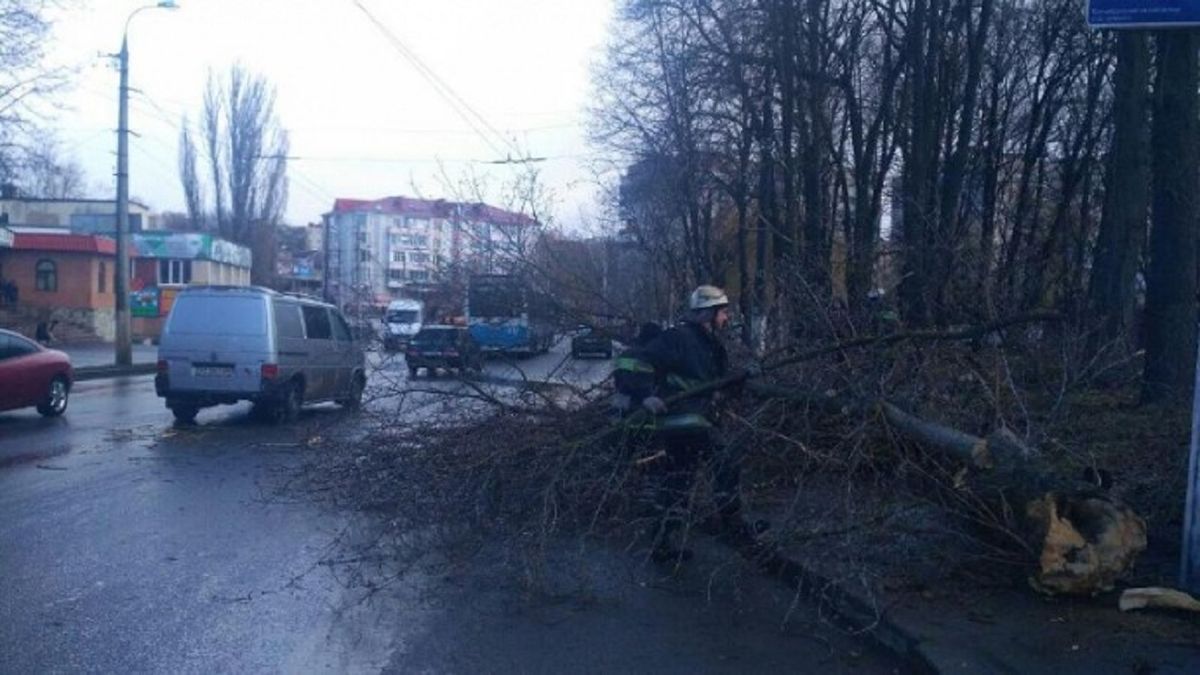 У Вінниці через падіння дерева загинула 11-річна дівчинка