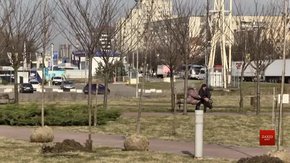 На місці зламаних вандалами дерев на Сихові висадили 30 сакур