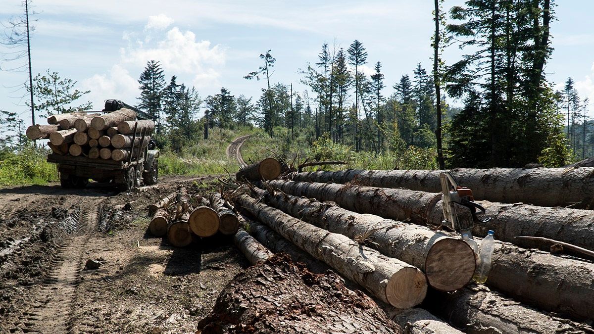 Старосамбірська різанина