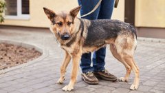 Фрейд, Джастін та інші