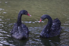 Вперше на озеро в Стрийському парку випустили чорних лебедів