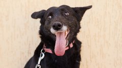 Селіна та її молода команда