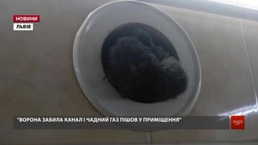 У комин квартири, в якій від чадного газу загинув чотирирічний хлопчик, потрапила ворона