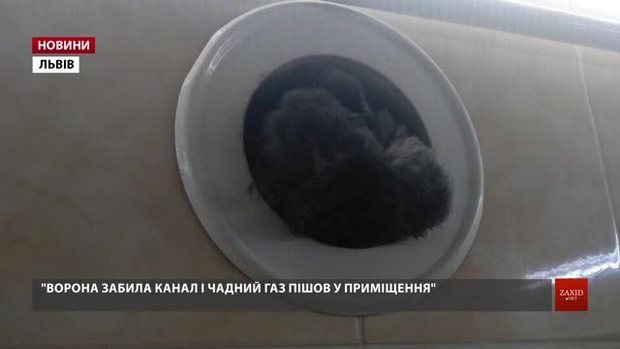 У комин квартири, в якій від чадного газу загинув чотирирічний хлопчик, потрапила ворона