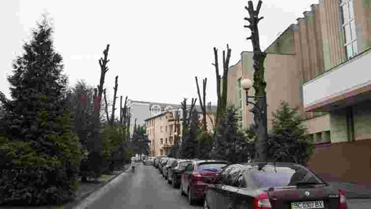 Петиція проти «варварської» обрізки дерев у Львові за добу набрала необхідні 500 голосів