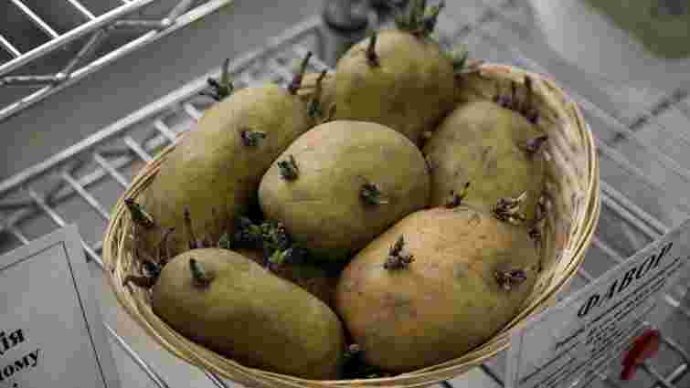 Ціни на картоплю в Україні сягнули 10-річного максимуму