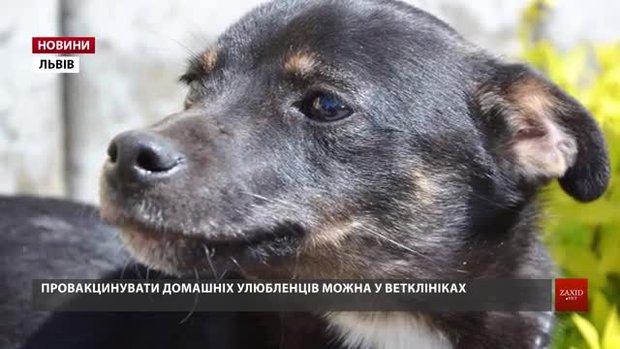 Через випадок сказу у Львові оголосили додаткові заходи безпеки