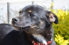 Як взяти собаку з вулиці без ризику для життя