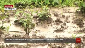 Дощі на Львівщині загрожують урожаю