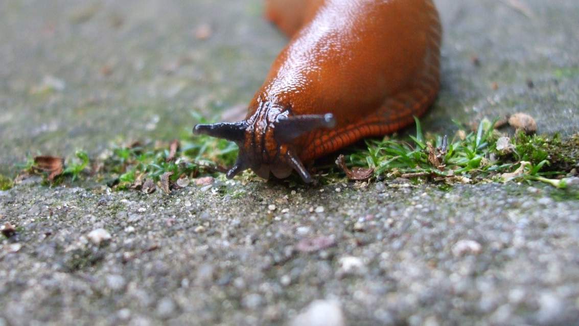 Як боротися з рудими слимаками