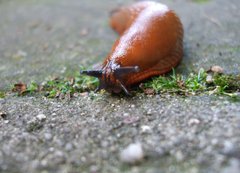 Як боротися з рудими слимаками