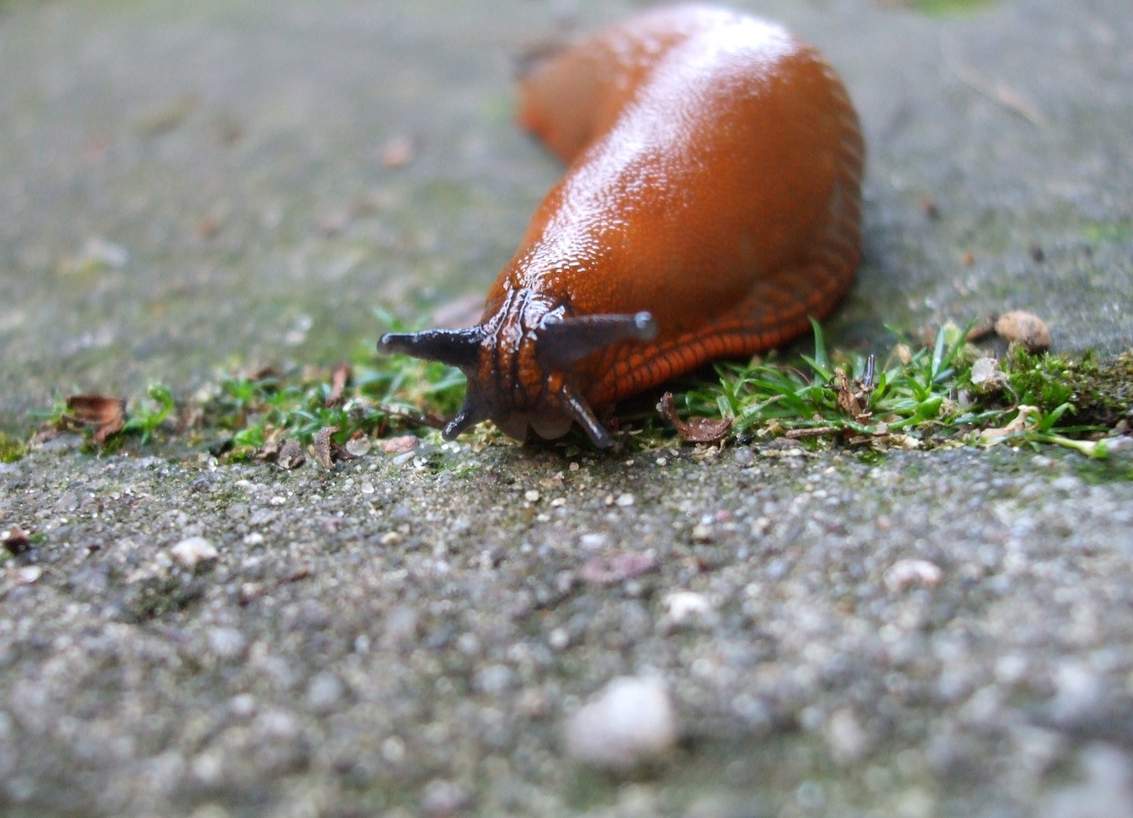 Як боротися з рудими слимаками
