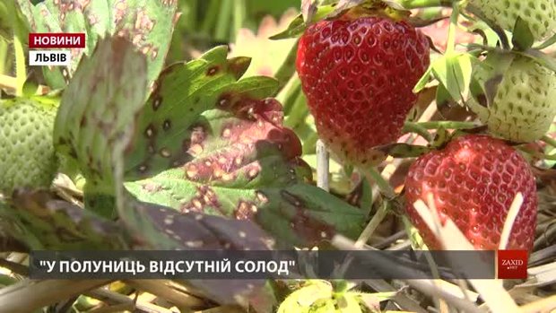 Через тривалі дощі на Львівщині фермери зібрали несмачну полуницю