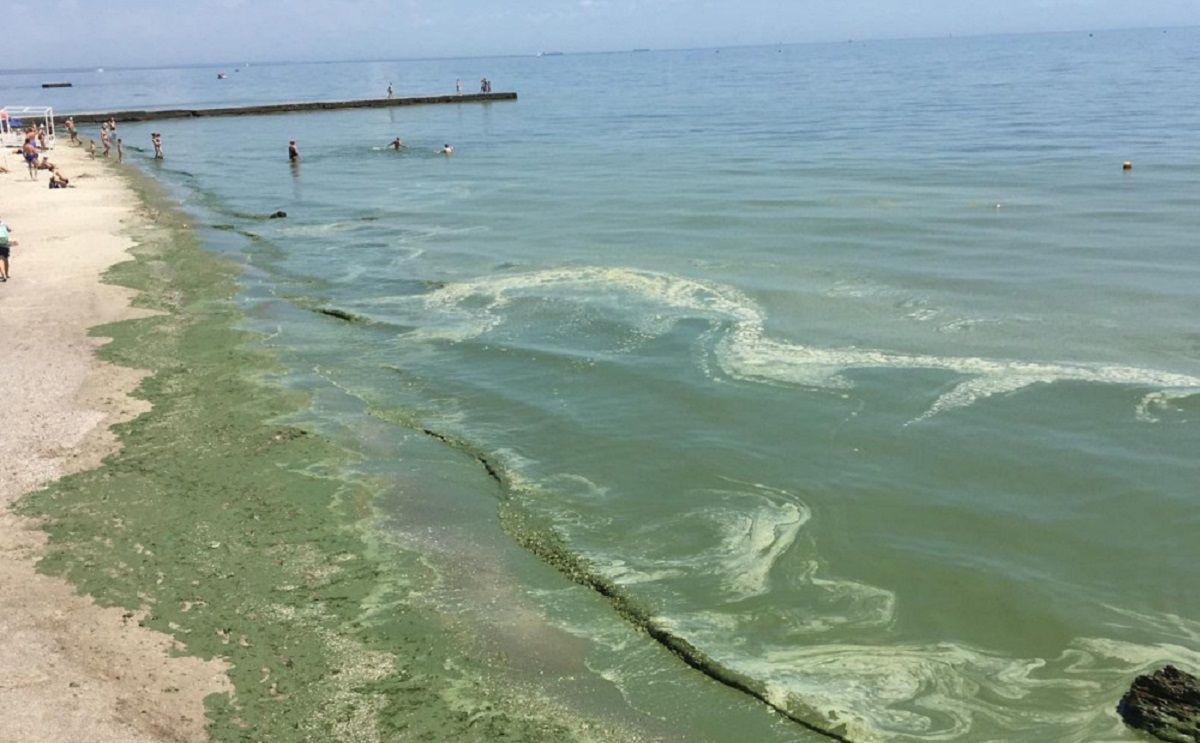 Через аномальне цвітіння водостей українцям порадили не купатися на узбережжі Одещини