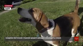 У Львові зареєстрована навіть не половина домашніх собак