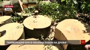 У лісі поблизу Сихова рубають здорові буки