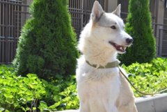 Ліра, Кіра, Вовчик та інші