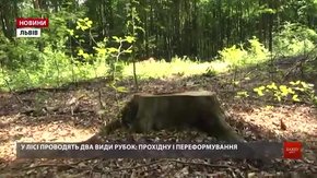 У буковому лісі на Львівщині активно рубають здорові дерева