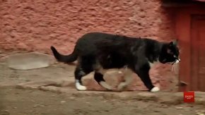 У Львові нарахували шість тисяч бездомних котів