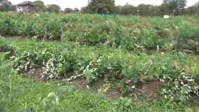 На Прикарпатті невідомі понищили лохину на фермі активіста Революції Гідності